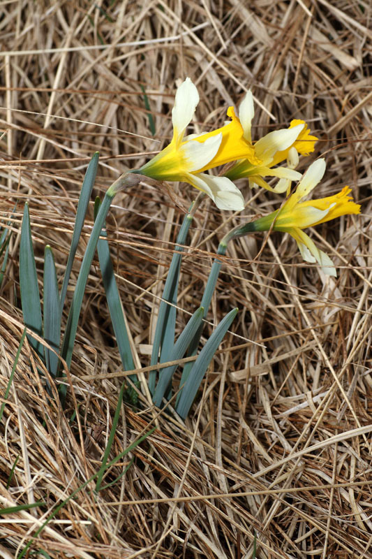 Narcissus pseudonarcissus / Narciso trombone